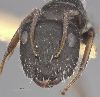 Media type: image;   Entomology 21600 Aspect: head frontal view